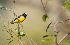 West Mexican Euphonia photo 4