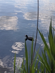 Fulica atra