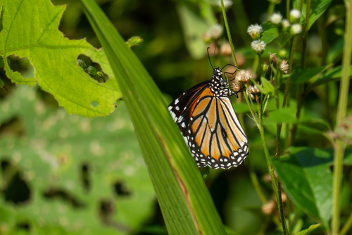 Common Tiger Butterfly