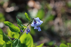 Mertensia virginica