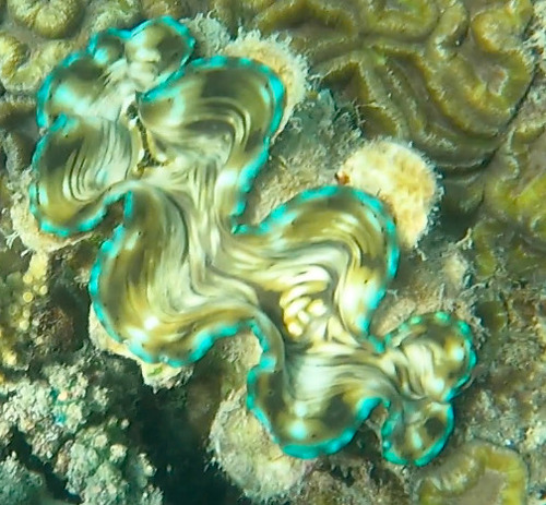 Fluted Giant Clam
