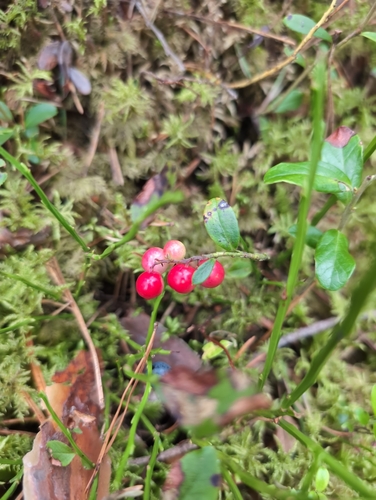 Lingonberry