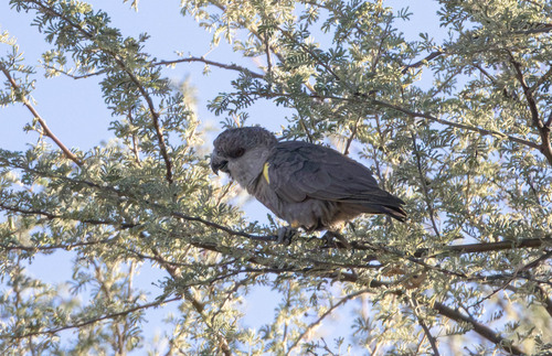 Rüppell's Parrot