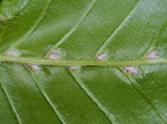 Aceria tenella