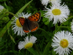 Lycaena phlaeas daimio