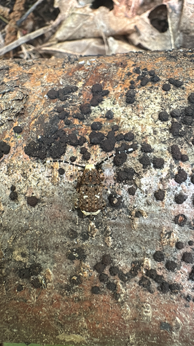 Platystomos albinus
