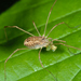 Spring Harvestman - Photo (c) Gilles San Martin, some rights reserved (CC BY-SA), uploaded by Gilles San Martin