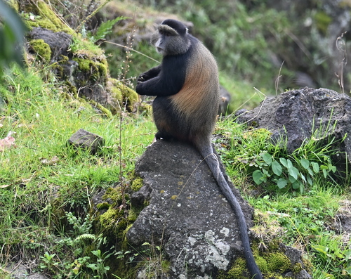 Blue Monkey