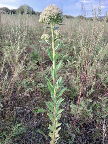 Hylotelephium pallescens (Hylotelephium pallescens)