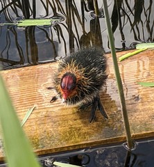 Fulica atra
