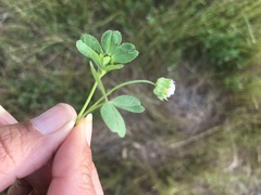 Trifolium microdon