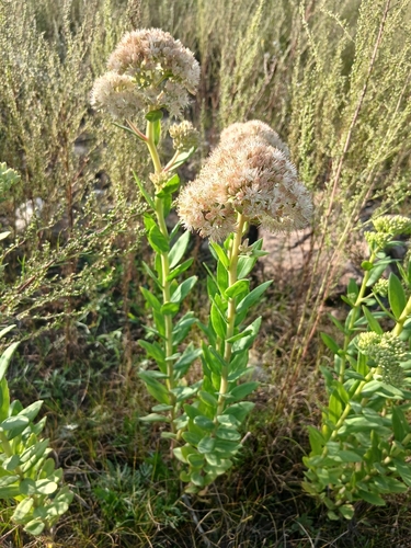 Hylotelephium pallescens (Hylotelephium pallescens)