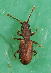 Silvanoprus fagi