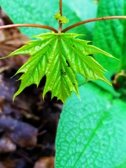 Acer platanoides