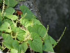 (c) mami_t_t, some rights reserved (CC BY) Dioscorea tokoro, photograph (c) mami_t_t, some rights reserved (CC BY)