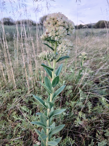 Hylotelephium pallescens (Hylotelephium pallescens)
