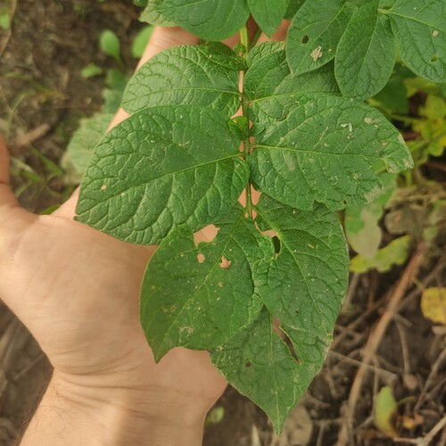Solanum tuberosum