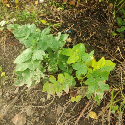 Solanum tuberosum