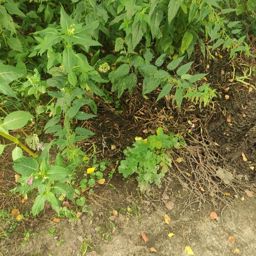 Solanum tuberosum