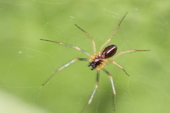 Linyphia hortensis