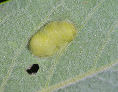 Euura bridgmanii