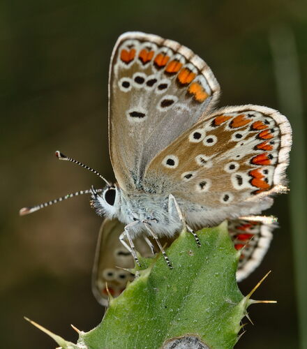 Brown Argus photo 2