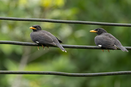 Great Myna
