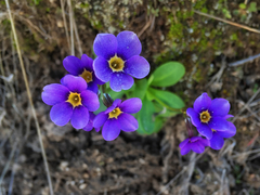 Primula cusickiana