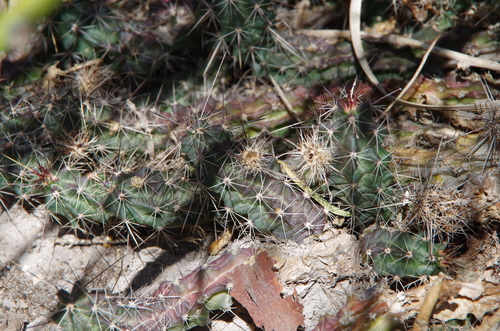 Image of Echinocereus berlandieri by (c) Eric Knight, some rights reserved (CC BY)