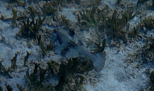 Tetrosomus gibbosus observed 2026-08-06