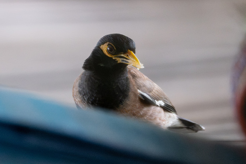 Common Myna