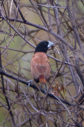 Chestnut Munia