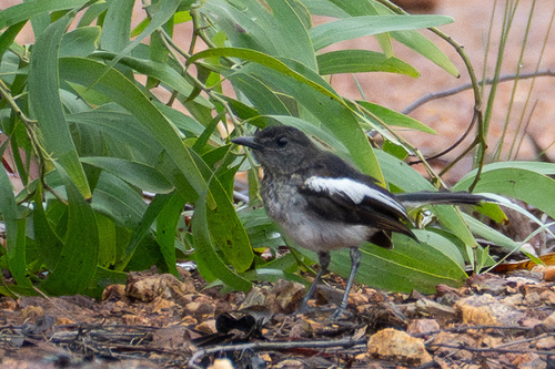 Oriental Magpie-Robin