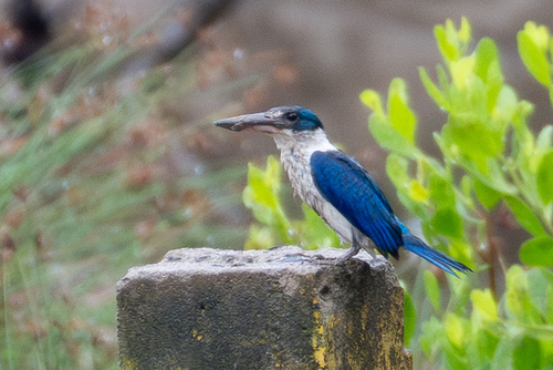 Collared Kingfisher