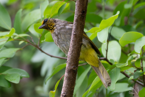 Stripe-throated Bulbul