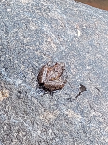 Microhyla palmipes observed 2026-08-07
