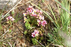 Sedum villosum