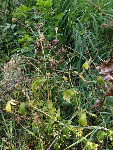 Наблюдение на iNaturalist