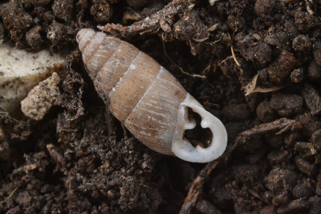 Chondrula quinquedentata
