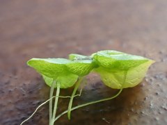 Lemna gibba, photograph (c) Henry Miller, some rights reserved (CC BY)