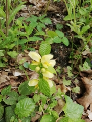 Lamium galeobdolon galeobdolon