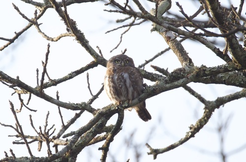 Pearl-spotted Owlet