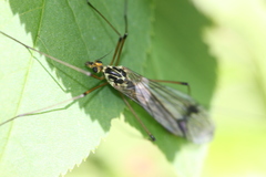 Nephrotoma appendiculata