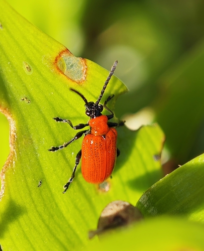 Lily Leaf Beetle