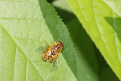 Parhelophilus
