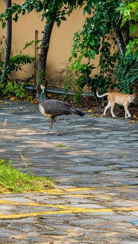 Indian Peafowl