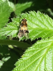 Leucozona lucorum