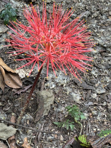 Bloodlily