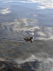 Podiceps cristatus