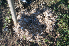 Anser anser domesticus